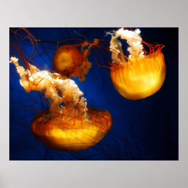 Underwater Ballet Poster (Vorne)