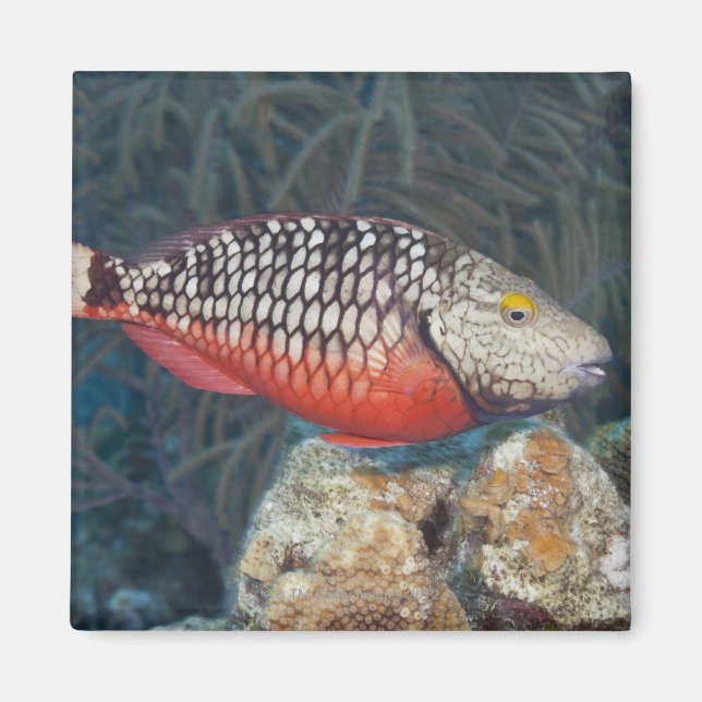 Underwater Life, FISH: ein farbenfroher Stoplight Magnet (Vorne)