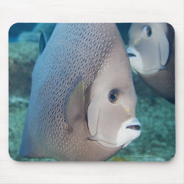 Underwater Life, FISH: ein Paar graue Angelfische Mousepad (Vorne)