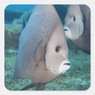Underwater Life, FISH: ein Paar graue Angelfische Quadratischer Aufkleber