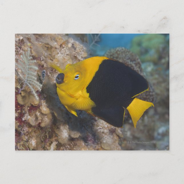 Underwater Life, FISH: Eine bunte Rock Beauty Postkarte (Vorderseite)