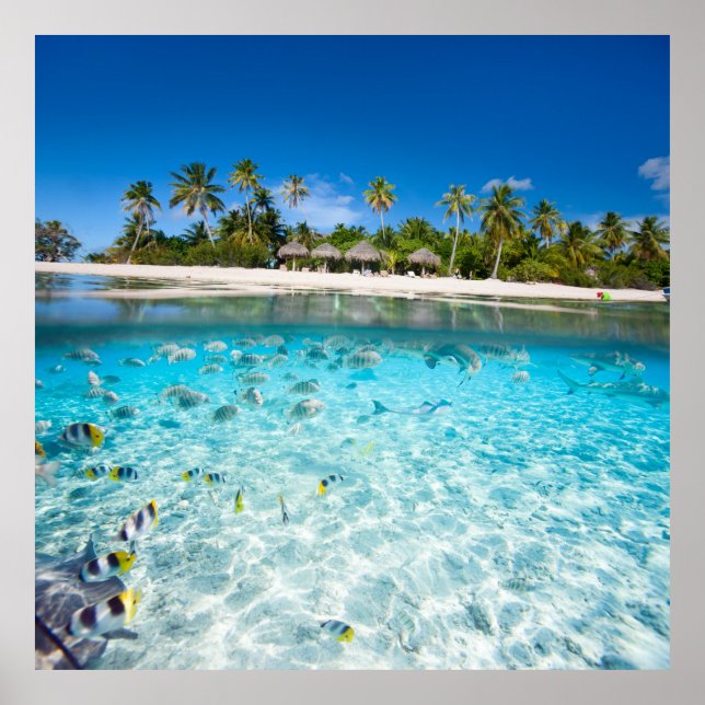 Underwater Life Poster (Vorne)