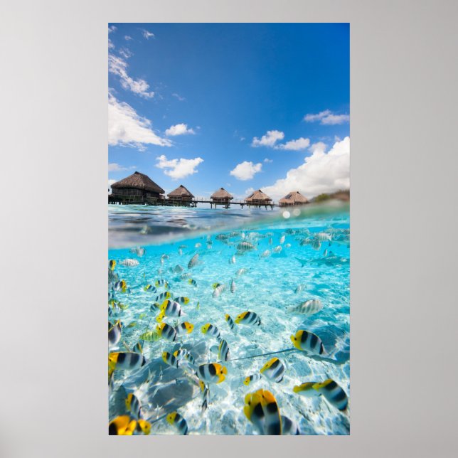 Underwater Life Poster (Vorne)