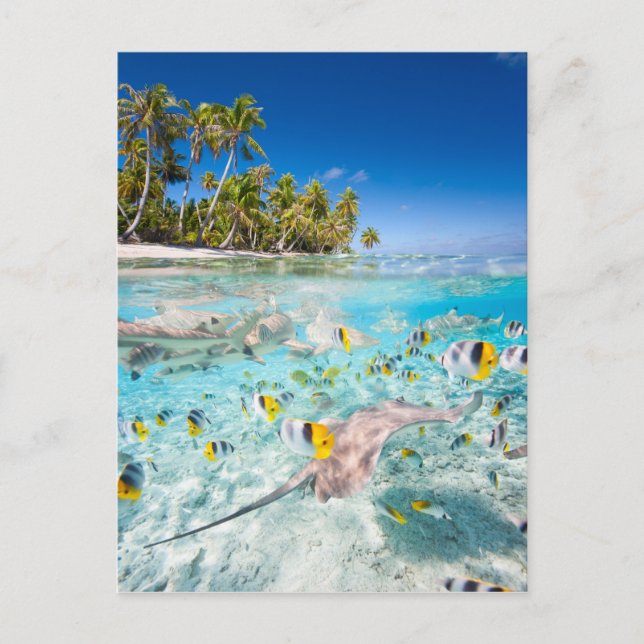 Underwater Life Postkarte (Vorderseite)