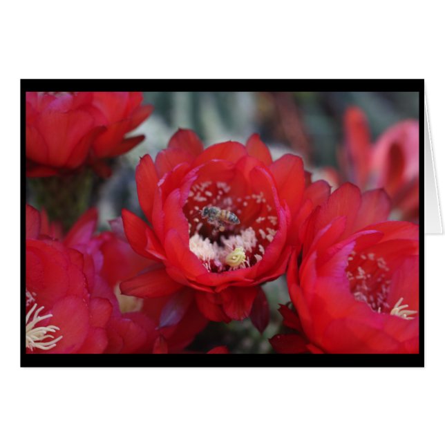 Une abeille et un cactus (Devant horizontal)