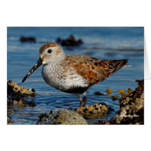 Une Belle Dunlin se tourne vers la carte solo