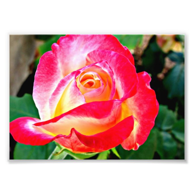 Une Belle Photo Rose (Devant)