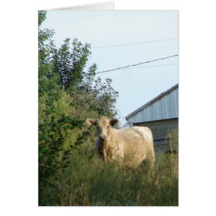 Une Bovine Bleue, Toute Occasion Carte de voeux Vi