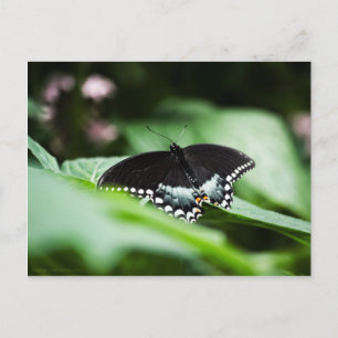 Une carte postale à apparence simple
