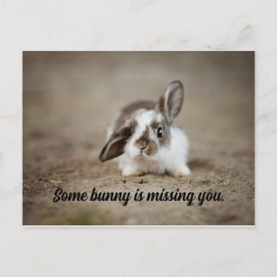 Une Carte Postale Bunny