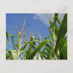 Une Carte Postale Corny !