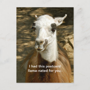 Une carte postale d'animal amusant, nommée Llama. 