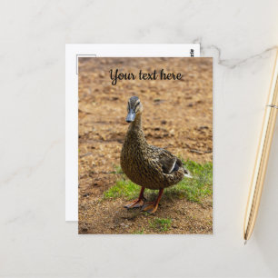 Une carte postale de canard colvert