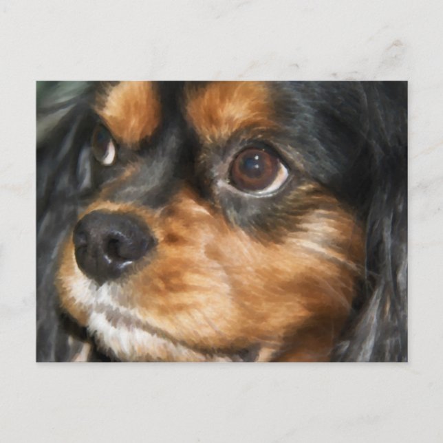 Une carte postale de chien loyal Cavalier King Cha (Devant)