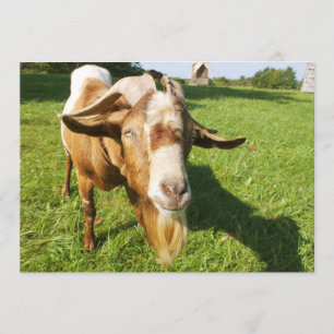 Une chèvre - invitation