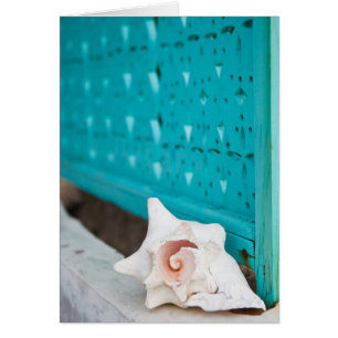 Une Coquille De Mer Jamaïcaine Blanche Et Rose Est