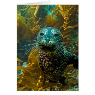 Une Curieuse Forêt De Kelp De Phoque Portuaire   P