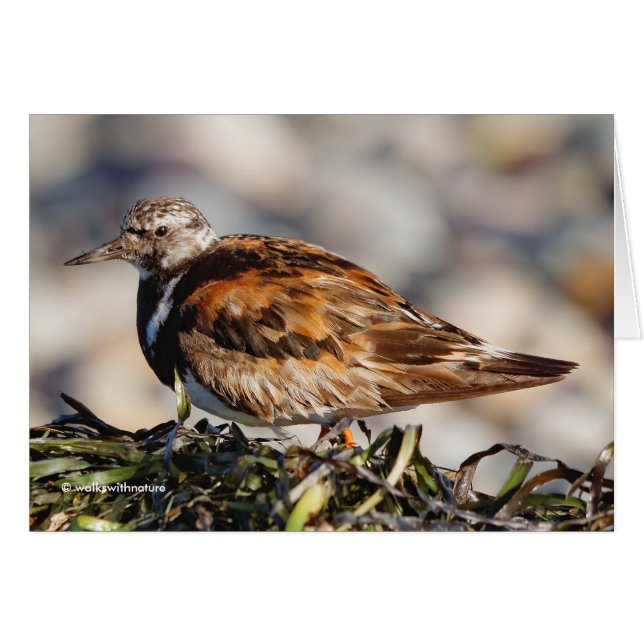 Une démonstration Ruddy Turnstone à la plage (Devant horizontal)