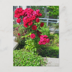 Une explosion de carte postale Rose