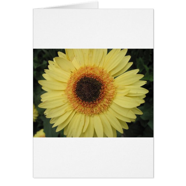 Une fleur Sunburst (Devant)