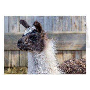 Une joyeuse Llama