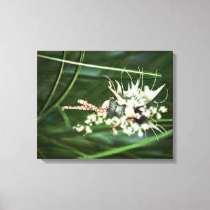 Une lueur dans la toile du jardin enveloppée