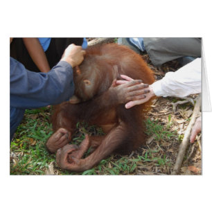 Une main de secours pour les Orangutans