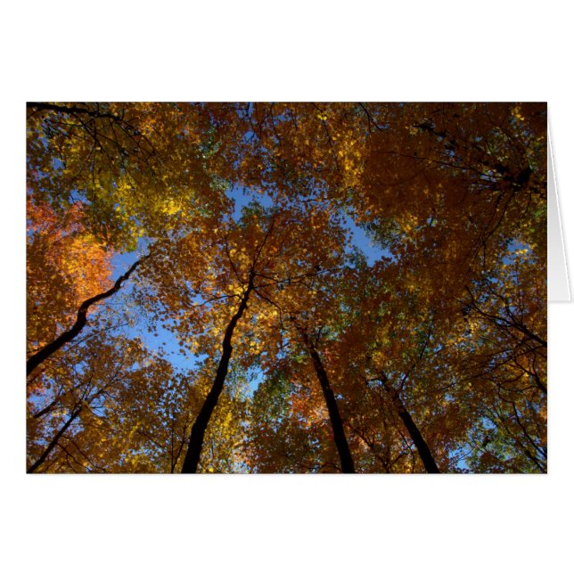 Une Marche À Charleston Falls #18 (Devant horizontal)