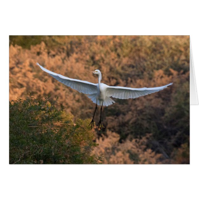 Une mouche d'aigrette (Devant horizontal)