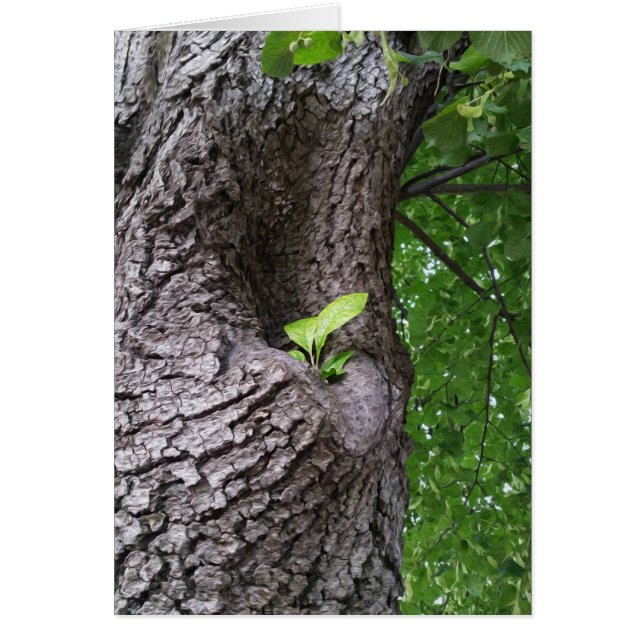 Une nouvelle brindille (Devant)