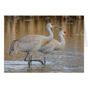 Une paire de grues de Sandhill