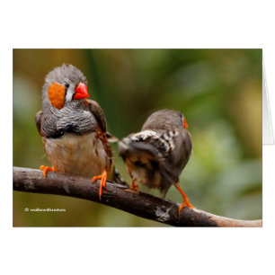 Une paire de poches de Zebra Finches