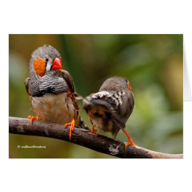 Une paire de poches de Zebra Finches (Devant horizontal)