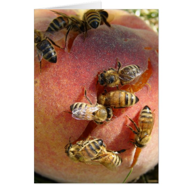 Une Pêche Pour Les Abeilles (Devant)