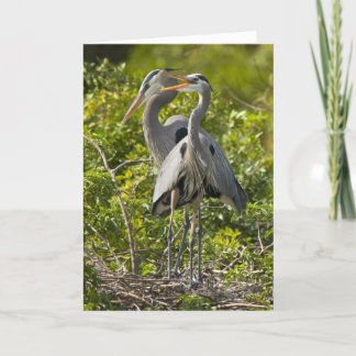 Une petite carte d'anniversaire de birdie