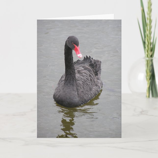 Une photo d'un cygne noir sur une carte de billet (Devant)