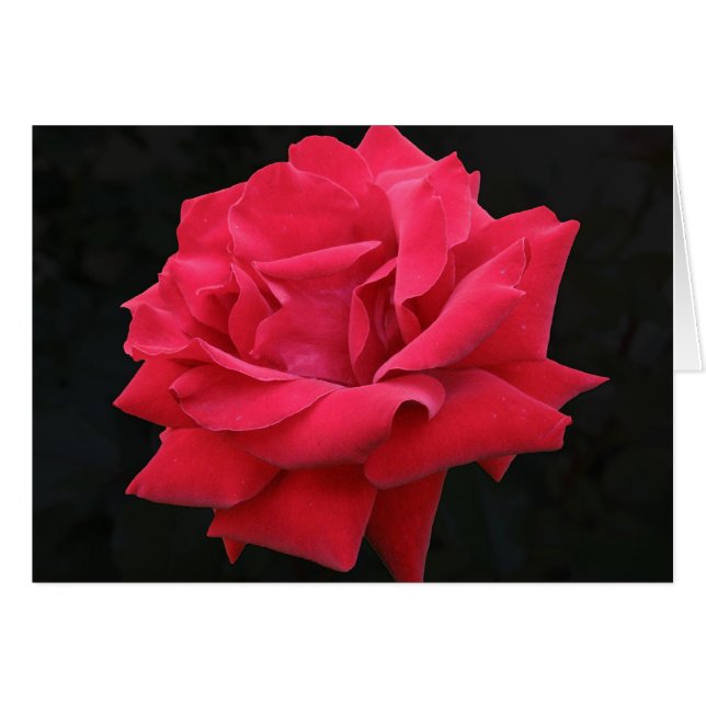 Une rose rouge classique (Devant horizontal)