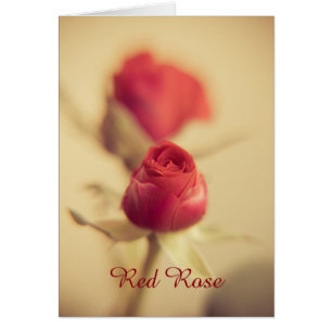 Une rose rouge pour votre chéri...