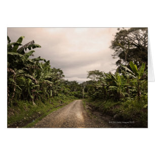 Une route isolée dans la jungle