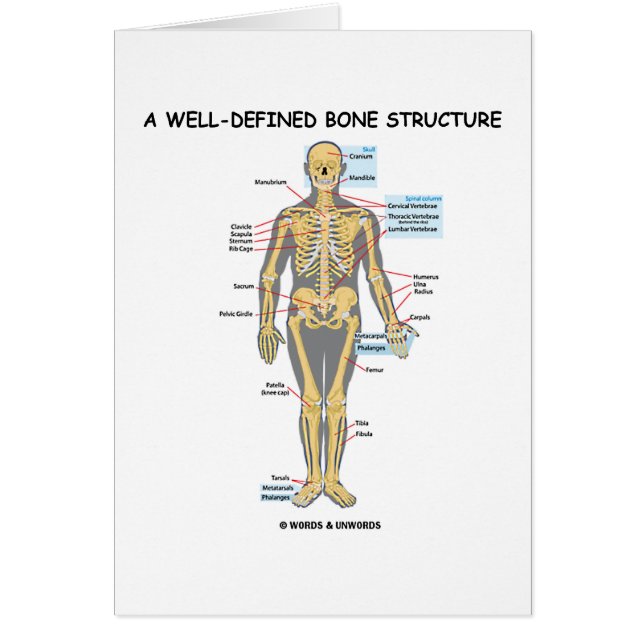 Une structure bien définie d'os (squelette humain) (Devant)