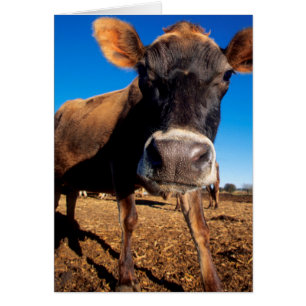 Une vache Jersey curieuse