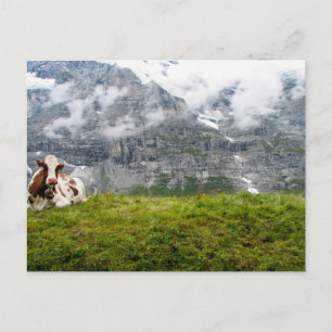 Une vache solitaire dans les Alpes suisses - Carte