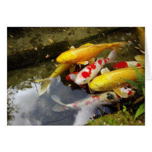 Une voie navigable remplie de carpes japonaises en