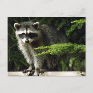 Unerwarteter Besucher, #3 Postkarte