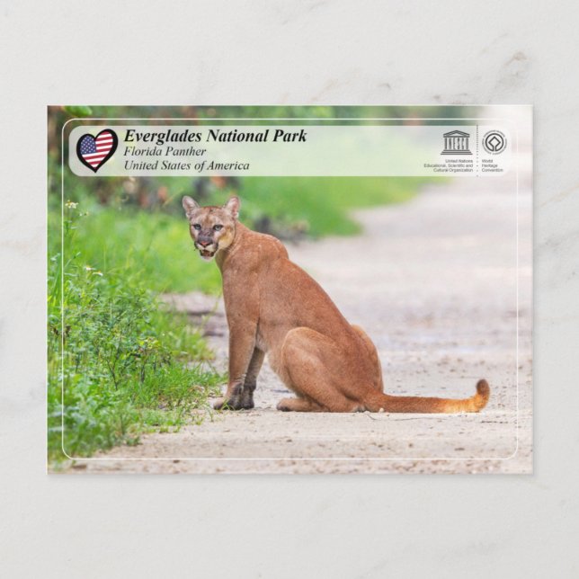 UNESCO - Everglades National Park - Florida Panthe Postkarte (Vorderseite)