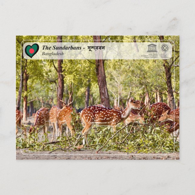 UNESCO WH- Die Sundarbans Postkarte (Vorderseite)