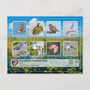 UNESCO WH- Everglades National Park - Vögel Postkarte