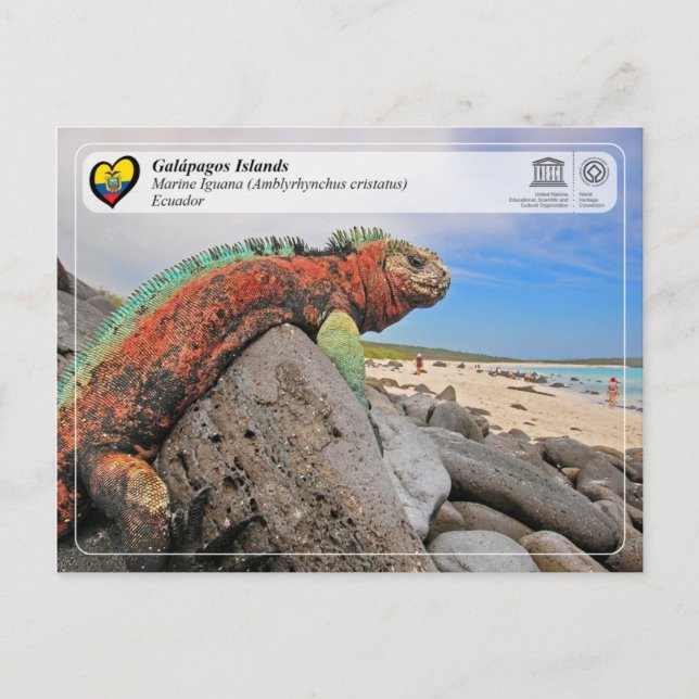 UNESCO WH- Galápagos-Inseln - Marine Iguana Postkarte (Vorderseite)