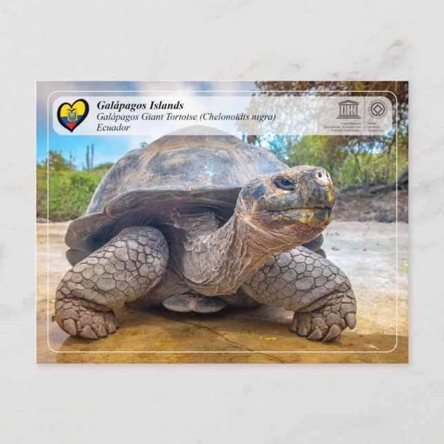 UNESCO WH- Galápagos-Inseln - Riesenschildkröten Postkarte (Vorderseite)