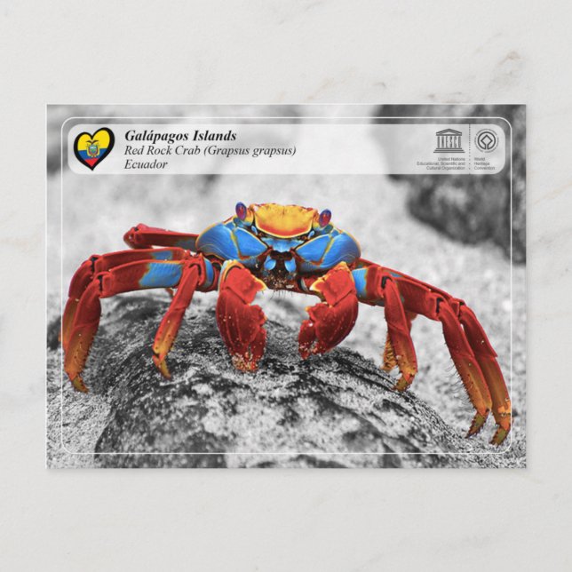 UNESCO WH- Galápagos-Inseln - Rock Crab Postkarte (Vorderseite)